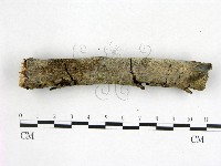 刺皮菌屬藏品圖，第3張