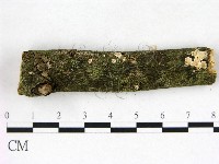 盤革菌屬藏品圖，第1張