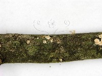 盤革菌屬藏品圖，第3張
