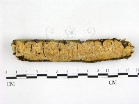 骨皮菌屬藏品圖，第1張