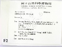 韌革菌屬藏品圖，第2張