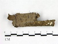 刺革菌屬藏品圖，第1張