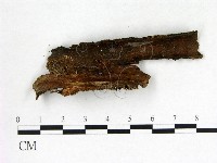 刺革菌屬藏品圖，第3張