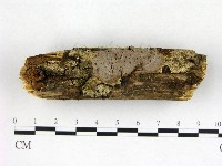 刺革菌屬藏品圖，第3張