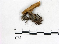 登錄號:F0022673藏品圖，第3張