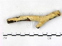 顯絲菌屬藏品圖，第1張