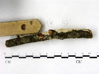 顯絲菌屬藏品圖，第3張