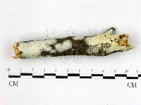 登錄號:F0022675藏品圖，第1張