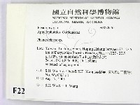 顯絲菌屬藏品圖，第2張