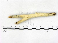 顯絲菌屬藏品圖，第1張
