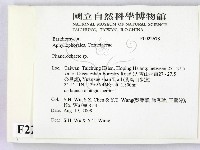 顯絲菌屬藏品圖，第2張
