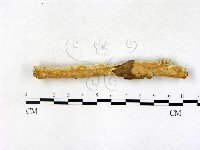 顯絲菌屬藏品圖，第3張