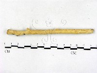 顯絲菌屬藏品圖，第1張