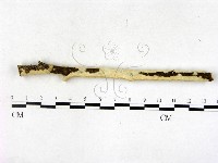 顯絲菌屬藏品圖，第3張