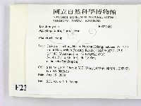 顯絲菌屬藏品圖，第2張