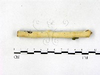 顯絲菌屬藏品圖，第1張