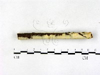 顯絲菌屬藏品圖，第3張