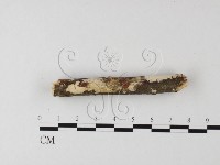登錄號:F0022681藏品圖，第3張