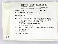 顯絲菌屬藏品圖，第2張