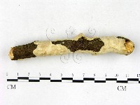 顯絲菌屬藏品圖，第3張