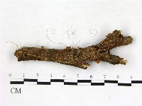 登錄號:F0022689藏品圖，第1張