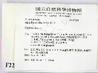 絲齒菌屬藏品圖，第2張