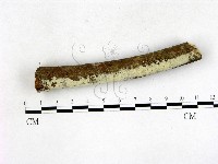 絲齒菌屬藏品圖，第1張