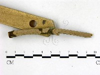 刺革菌屬藏品圖，第3張