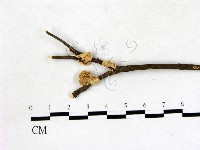 登錄號:F0022695藏品圖，第1張