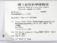 剛毛絲皮菌藏品圖，第2張