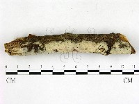 剛毛絲皮菌藏品圖，第3張