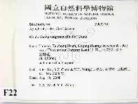 剛毛絲皮菌藏品圖，第2張