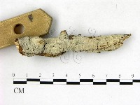 剛毛絲皮菌藏品圖，第3張