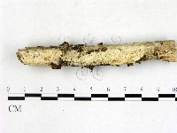 登錄號:F0022702藏品圖，第1張