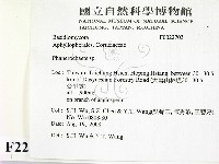 顯絲菌屬藏品圖，第2張