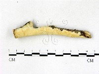 顯絲菌屬藏品圖，第1張