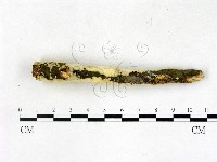 顯絲菌屬藏品圖，第3張
