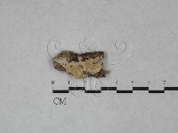 登錄號:F0022704藏品圖，第1張