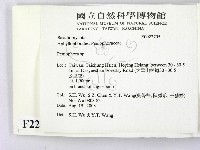 筍殼菌屬藏品圖，第2張