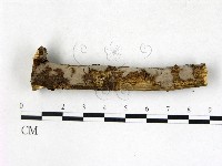 筍殼菌屬藏品圖，第3張