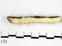 顯絲菌屬藏品圖，第1張