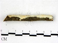 顯絲菌屬藏品圖，第3張