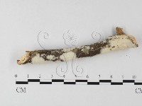 登錄號:F0022710藏品圖，第3張