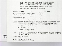 絲齒菌屬藏品圖，第2張
