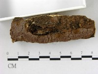 刺革菌屬藏品圖，第3張