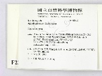 絲齒菌屬藏品圖，第2張