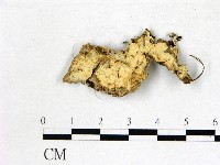 絲齒菌屬藏品圖，第1張