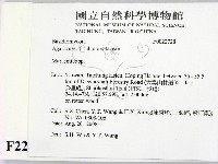 小皮傘屬藏品圖，第2張