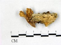 小皮傘屬藏品圖，第3張