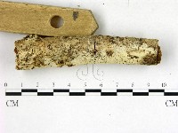 絲齒菌屬藏品圖，第3張